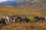 Explore Alaska’s Wilderness with Alex Kime’s Horseback Riding Tours at Cooper Landing. Alex Kime