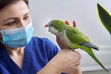 How Does Pet Bird Insurance Work?