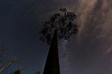 The Wonder of the Blacksmiths’ Tree