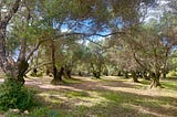 Beneath The Olive Tree