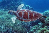 Green Sea Turtle flying with glee over the Coral Sea in the Great Barrier Reef. Blue hues of sea and beautiful reddish brown turtle shell.