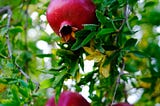 Photo of pomegranate tree.