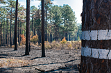 Header image featuring a stand of pine trees. Two of them are marked with parallel white bands on the trunk.