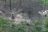 Chat with Deb—Psycho-Squirrel? Or Tree-Rat with a Sweet Tooth?