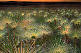 Wildflowers, Cerrado, Mato Grosso, Brazil