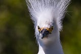 Snowy egret having a bad hair day.