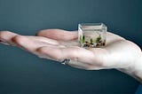 Analogies v.4 — Aquariums and Startups- creating new worlds