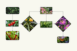 What is a Digital Garden?