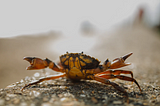 Why You Should Stop What You’re Doing Right Now and Learn Rust