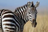 We love zebras — but solving our grandest challenges requires the full power of the impact world…