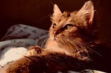 Whiskas.