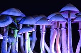 How to choose a course about psychedelics?