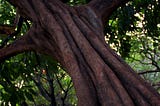 Kegiatan Berkebun dan Potensi Menurunkan Stress