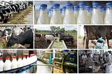 Functions involved in the dairy business in India