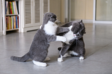 Photo of a mild, playful, cat fight in which on cat is slapping the other with its paw