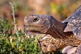 Tortoises
