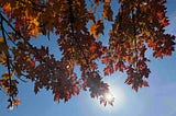 Red maple leaves in the foreground. Blue sky in the background. The sun peers through behind the leaves.