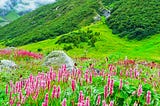 Experience the nature on Valley of flowers trek