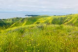 Burned shrubs poke above spring growth at Solstice Canyon in Malibu California April 2019