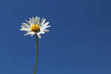 Habits for Joy