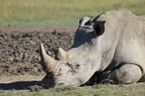 The only animal that needs a rhino horn is a rhino