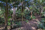 hiking trail through rainforest with palm trees and exposed roots on ground