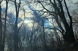 sun coming through clouds with a stand of winter trees in front