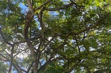 Looking up at a blue sky through the tree