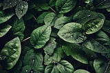 Updates to Moments of Passion