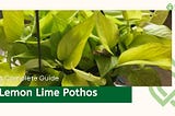 Lemon Lime Pothos