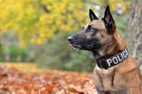 Belgian Malinois KNPV Police Dogs