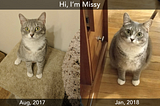 How Missy looked like in Aug, 2017 and Jan, 2018