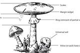 Are Mushroom Edible or Poisonous ?