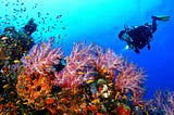 Plan to Experience Underwater Species with Scuba Diving in Goa