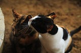 Three Bras, Four Coffees, and a Basket of Kittens: Surviving Animal Rescue in Vietnam