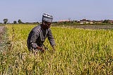 Why Nigerians Need to Invest More In Agriculture
