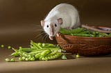 Can Guinea Pigs Eat Snap Peas