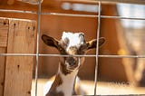 Goats! With a Canon 70–200 f/2.8 Lens