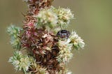 A macro shot of weed with a tiny black spider sitting on it. The background is blurred.