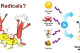 Free Radicals stealing from a healthy cell;  sources of the free radicals and how the damage caused