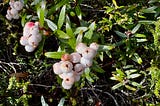 Mountain snowberry