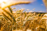 Field of wheat