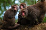 Fighting Back Against Menopausal Worry Monkeys
