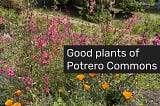 Good plants, bad weeds in Potrero Commons