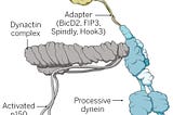 The dynein adaptor Hook2 plays essential roles in mitotic progression and cytokinesis