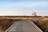 A woodem pathway in a paddy field