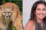 Liberty University to Change Mascot to Cougars — SATIRE