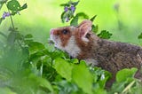 Rethinking Domestication Pathways in the Context of Anthrodependency