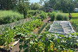 Growing Our Food Is the Ultimate Act of Rebellion