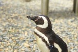 Say It Ain’t so: SF Zoo’s Oldest Penguin Has Passed Away